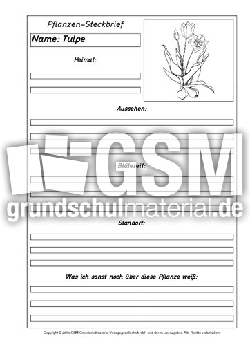 Pflanzensteckbriefvorlage-Tulpe-SW.pdf